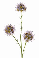 Allium branch (ornamental onion) wild, 3x branched with 3 plastic flowers, (Ø 6 cm), 65 cm