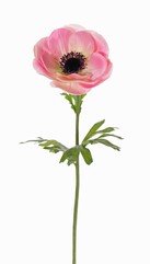 Anemone "MIA", 1 flower (Ø 11cm) & 3 lvs., 43cm
