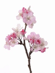 Apfelblütenzweig, kurz,  17 Blüten, 10 Knospen, 36cm - AKTION