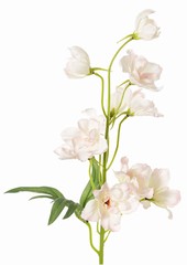 Pied d'alouette (Delphinium) à 7 fleurs (Ø 5 cm), 3 bourgeons et 1 feuille, 50 cm