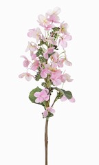 Hortensia Limelight (hydrangea paniculata), Ø 14cm & 36 pétales & 3 feuilles, 16 bourgeons, 75 cm - offre spéciale