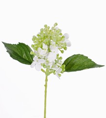 Hortensie "Fresh Bloom" mit 15 Blüten, 2 Blätter u. weichen Knospen, 33cm