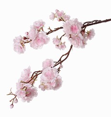 Cerisier d'ornement Japonais, (Prunus serrulata) "Full blossom", x51 fleurs (16L/11M/24S) & 19 boutons des fleurs, 91cm