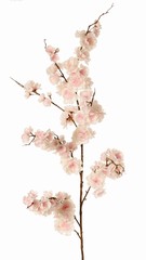 Cerisier d'ornement Japonais, (Prunus serrulata) "Full blossom", 94 fleurs (28 L/ 30 M/ 36 S) & 112 boutons des fleurs, 127 cm
