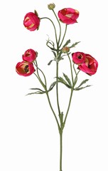 Renoncule (Ranunculus), 6 fleurs (4x Ø 4,5 cm / 2x Ø 3 cm ), 3 bourgeons, 24 feuilles, 65 cm 