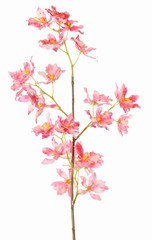 Orchidée Renanthera coccinea, avec 25 fleurs en polyester, sans feuilles, 77 cm