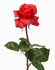 Rose ´Caroline´, 70cm, real touch, Ø7,5cm