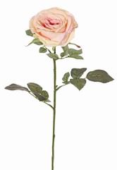 Rose 'Nova', fleur: Ø 10 cm, h. 6 cm & 19 feuilles, 75 cm