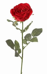 Rose 'Nova' Ø 10 cm, H.6 cm, 4 Blättersets, (insges. 19 Stk.), 75 cm