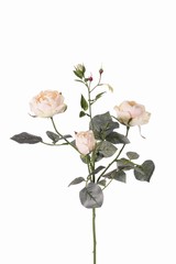 Rose 'Ariana', 3 fleurs, 1 bouton en fleur, 2 boutons, 31 feuilles, 73 cm