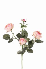 Rose 'Ariana', 3 fleurs, 1 bouton en fleur, 2 boutons, 31 feuilles, 73 cm