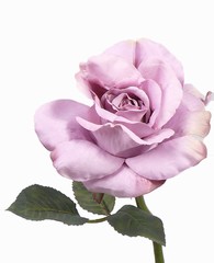 rose colin vintage, 31cm, Ø 13cm - offre spéciale