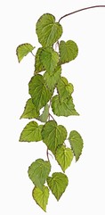 Begonia-Girlande, 18 Blätter, 111cm