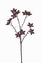Sternaniszweig (Illicium verum), "Dried Nature" 11 Früchte, 63cm