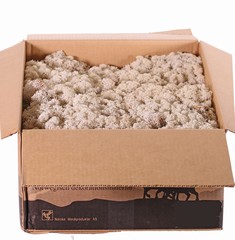 Icelandic moss (reindeer moss), box of 2700 gr., 2 layers in one box, (bulk)