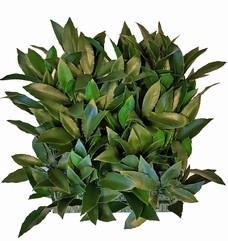 Lorbeerblatt-Heckenelement (Laurus), 25 x 25cm, 193 Blätter, 2 Grüntöne, UV sicher, Sonderpreis