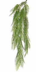 Fern pendant (Pteris) 5x branched, with 81 fronds (13 x 4 cm), 88 cm
