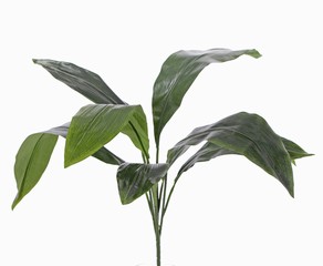 Aspidistra eliator mit 8 Blättern, ohne Topf, 55cm, Ø 70cm