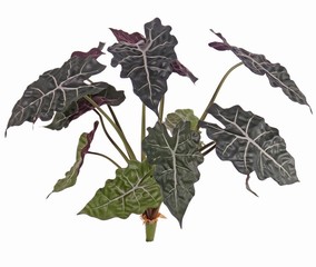 Alocasia 'Polly', 12 leaves (6L / 3M / 3Sm), H. 60 cm, Ø 65 cm
