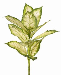 Dieffenbachia mit 16 Polyesterblättern, Ø 30 cm, H. 40 cm - schwer entflammbar