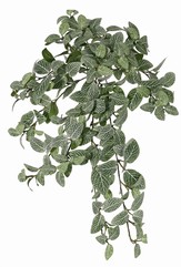 Fittoniabush, large, 267 leaves, fire retardant and UV safe, 50 cm