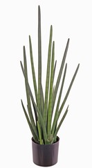 Sanseveria cylindrica (Dracaena angolensis, cylindrical Snake plant, African spear), 20 leaves, Ø 50 cm, H. 93 cm