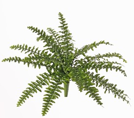 Boston fern (Nephrolepsis) 21 hojas,  2 colores de verde, Ø 50cm - oferta especial
