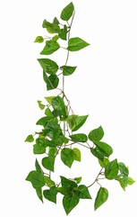 Pothos-Girlande mit 27 PE-Blättern & 7 Ablegern (14 cm), 160 cm, RECYCELT