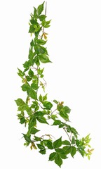 Weinrebengirlande (Parthenocissus) mit 27 PE-Blättern und 7 Zweigen (14 cm), 160 cm, RECYCELT