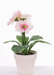 Gerberaplant met 3 bloemen (ø9.5cm) & 5 blad, in potje (11cm), 31cm - ACTIE