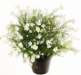 Impatiens (Fleissiges Lieschen), mit 269 gemischten Blüten, Vollplastik, Ø 40 cm, H. 40 cm, im Topf