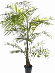 Arecapalm "Natural Wave", 20 palmbladeren, in zwarte plastic pot, 195 cm,  UV bestendig