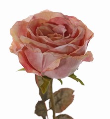 Rose Calista, 1 fleur  (Ø 11cm, L.7cm), 2 sets de feuilles (10 feuilles), 66cm