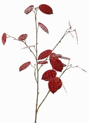Lunaria, Judaspfennig 'Euphoria', 2x verzweigt, 23 Pfenninge (Plastik), 17x L / 6x M, einzeln, verpackt, Stiel: braun,  91cm