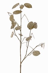 Lunaria, Silver Dollar, 'Euphoria', 23 leaves, (17x L / 6x M), 91cm