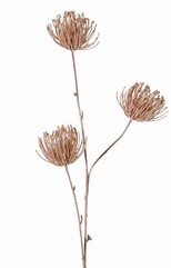Leucospermum (Speldenkussen) 3x vertakt met 3 bloemen (Ø 8 cm) met glitter, 85 cm