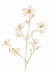 Bauhinia branch (velvet), 6 flowers, 3 flowerbuds, 7 clusters of leaves & 7 buds & golden stem, 115 cm