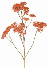 Achillea - Schafgarbe, 5x verzweigt, 21 Blütenstände  (Ø 4 cm), 71 cm